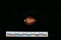 藏品(雪山寶螺)的圖片